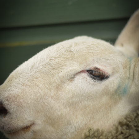 Close up Sheep